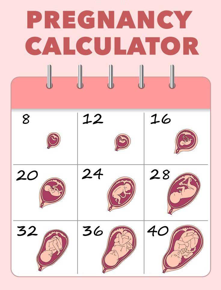 ivf pregnancy calculator